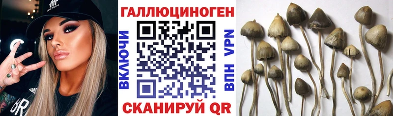 купить наркоту  Нерюнгри  Псилоцибиновые грибы мицелий 